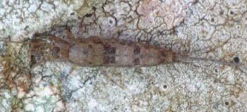 Bristle tail (Petrobius spp.)